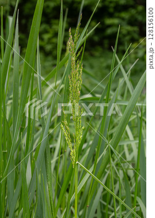 Meadow fescue grows prominently among lush green grass in a temperate region during late spring months Meadow fescue grows prominently among lush green grass in a temperate region during late spring months 128156100