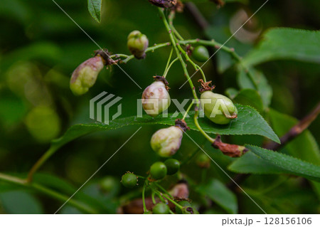 Plum pocket disease affects fruit development in plum trees during summer leading to hollow and deformed plums on branches Plum pocket disease affects fruit development in plum trees during summer leading to hollow and deformed plums on branches 128156106
