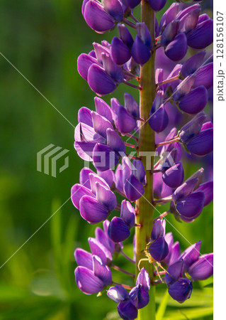 Blooming Bigleaf Lupine showcases vibrant blue flowers under soft sunlight in a serene meadow during early spring afternoons 128156107