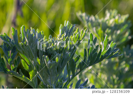 Wormwood plant exhibits pinnate grey-green leaves and small yellow flowers while releasing a strong aroma in a sunny landscape Wormwood plant exhibits pinnate grey-green leaves and small yellow flowers while releasing a strong aroma in a sunny landscape 128156109