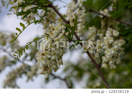 Blooming black locust tree showcasing fragrant white flowers in a natural setting at mid springtime 128156119