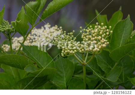 Stunning sambucus nigra clusters with white inflorescences and lush green leaves on a bright day in a natural setting Stunning sambucus nigra clusters with white inflorescences and lush green leaves on a bright day in a natural setting 128156122