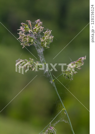 Orchard grass stands tall with dense flower clusters illuminated by soft natural light in a lush green landscape 128156124