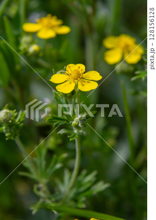 Hoary Cinquefoil displaying bright yellow flowers and silvery-green leaves in a lush natural habitat during springtime Hoary Cinquefoil displaying bright yellow flowers and silvery-green leaves in a lush natural habitat during springtime 128156128