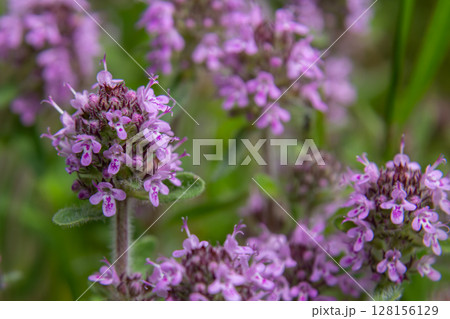 Wild thyme blooms in vibrant pink-purple hues showcasing the aromatic beauty of Thymus serpyllum in a lush natural setting 128156129