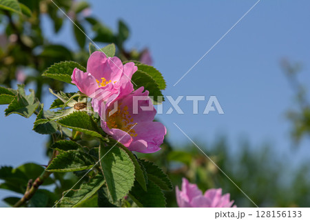 Blooming rosa canina shrub with delicate pink flowers and thorny stems thriving under a clear blue sky 128156133