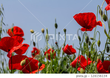 Vibrant field of Papaver rhoeas swaying in a gentle breeze under a bright blue sky during late spring 128156134