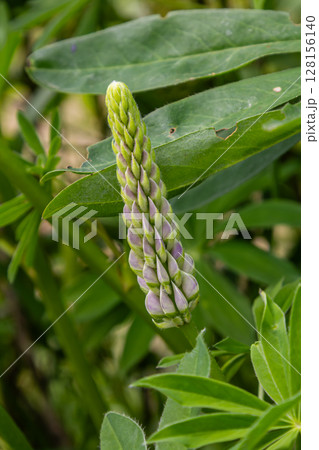 Large-leaved lupine presents tall purple flower spike surrounded by lush green foliage in a vibrant garden during springtime daylight Large-leaved lupine presents tall purple flower spike surrounded by lush green foliage in a vibrant garden during springtime daylight 128156140