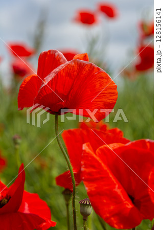 Vibrant blooming common poppies fill a field with bright red color under a cloudy sky in springtime 128156141