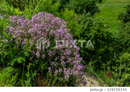 Vibrant wild thyme blooming abundantly in lush green landscape during sunny spring day 128156143