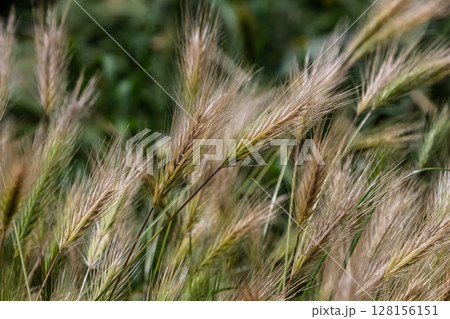Hordeum murinum displays spiky ears and long awns in a vibrant field setting during a sunny afternoon in late summer 128156151