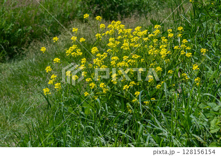 Bright yellow flowers of Bunias orientalis commonly known as Turkish Rocket flourish in a grassy natural landscape during springtime 128156154