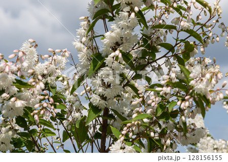 Vibrant Deutzia shrub showcases abundant white flowers against a clear blue sky in late spring garden setting 128156155