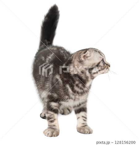 Little kitten Scottish fold cat 128156200