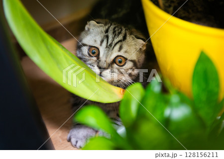Cat little kitten in green garden 128156211