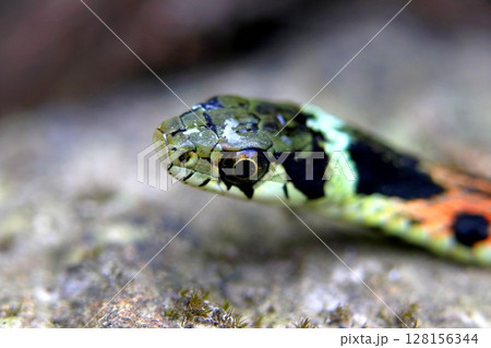 水泳後のヤマカガシ 128156344