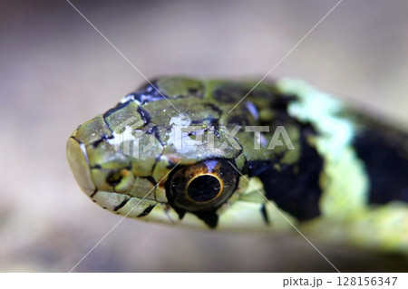 水泳後のヤマカガシ 128156347