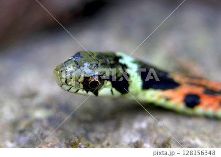 水泳後のヤマカガシ 128156348