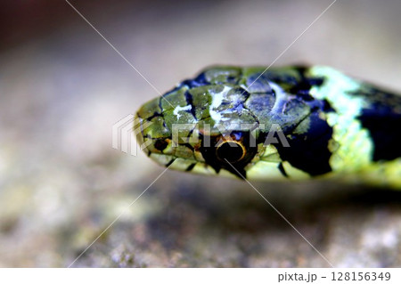 水泳後のヤマカガシ 128156349