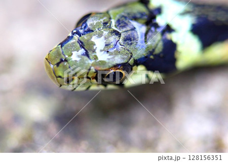 水泳後のヤマカガシ 水泳後のヤマカガシ 128156351