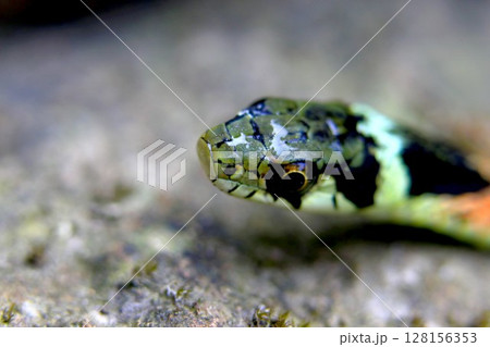 水泳後のヤマカガシ 128156353