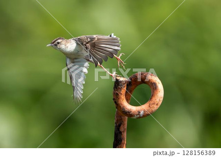 飛び立つセッカ　宮城県名取市 128156389