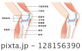 横から見た膝関節の構造に係わる骨と筋肉のイラスト 横から見た膝関節の構造に係わる骨と筋肉のイラスト 128156390