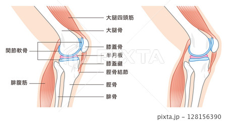 横から見た膝関節の構造に係わる骨と筋肉のイラスト 128156390