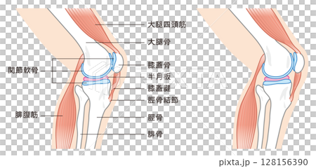 横から見た膝関節の構造に係わる骨と筋肉のイラスト 128156390