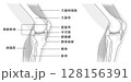横から見た膝関節の構造に係わる骨と筋肉のイラスト モノトーン 横から見た膝関節の構造に係わる骨と筋肉のイラスト モノトーン 128156391