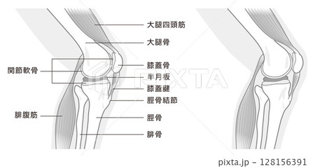横から見た膝関節の構造に係わる骨と筋肉のイラスト　モノトーン 128156391