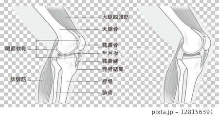 横から見た膝関節の構造に係わる骨と筋肉のイラスト　モノトーン 128156391