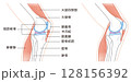 横から見た膝関節の構造に係わる骨と筋肉のイラスト 横から見た膝関節の構造に係わる骨と筋肉のイラスト 128156392