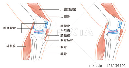 横から見た膝関節の構造に係わる骨と筋肉のイラスト 横から見た膝関節の構造に係わる骨と筋肉のイラスト 128156392