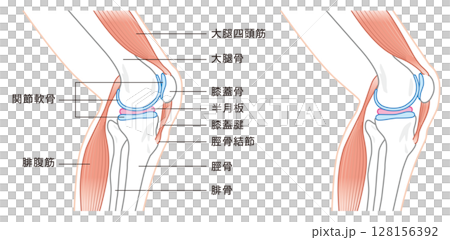 從側面看膝關節結構所涉及的骨骼和肌肉的圖示 128156392