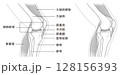横から見た膝関節の構造に係わる骨と筋肉のイラスト モノトーン 横から見た膝関節の構造に係わる骨と筋肉のイラスト モノトーン 128156393