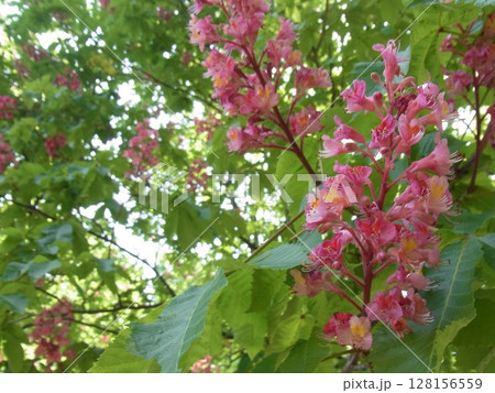色彩豊かな花 128156559