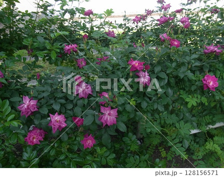 色彩豊かな花 128156571