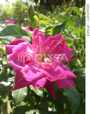 色彩豊かな花 色彩豊かな花 128156585