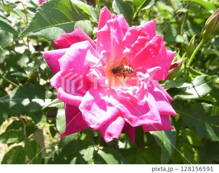 色彩豊かな花 128156591