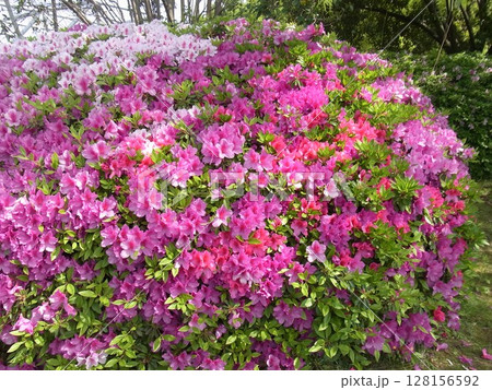 色彩豊かな花 128156592