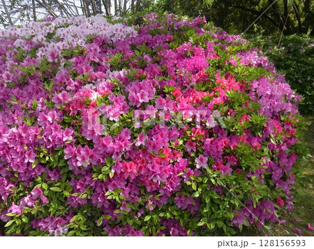 色彩豊かな花 128156593