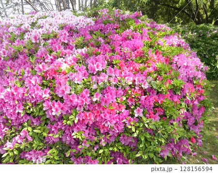 色彩豊かな花 128156594