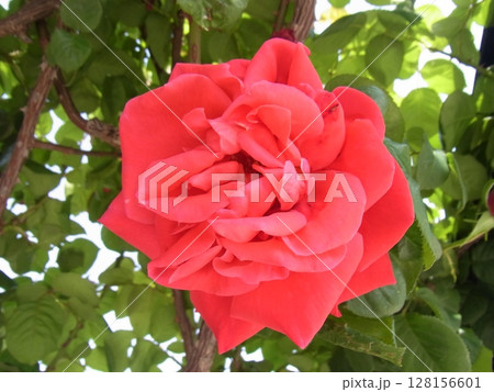 色彩豊かな花 128156601