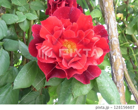 色彩豊かな花 128156607