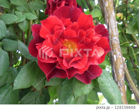 色彩豊かな花 128156608