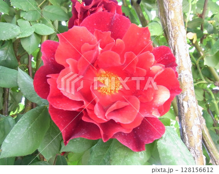 色彩豊かな花 128156612