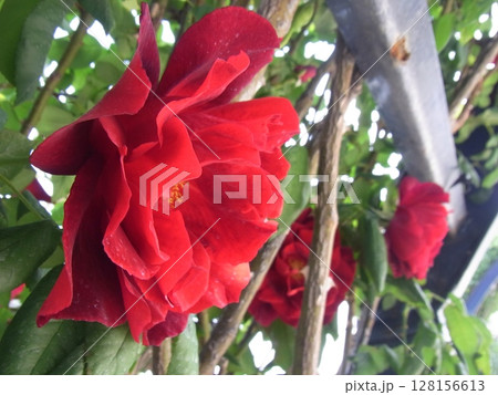 色彩豊かな花 128156613
