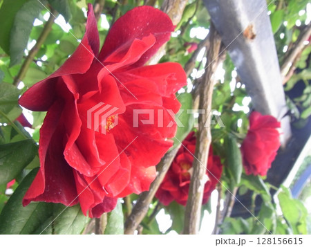 色彩豊かな花 128156615