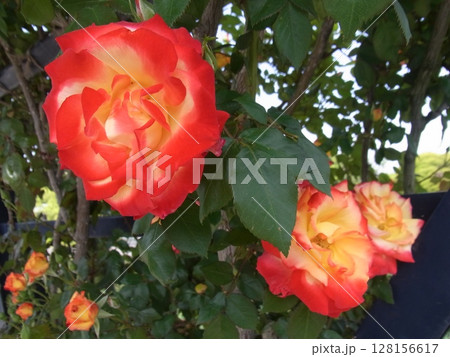 色彩豊かな花 色彩豊かな花 128156617